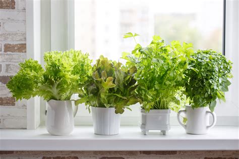 plntable|plantable herbs.